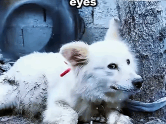 From fear to love — watch this pup’s journey home (PART 2)