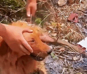 Rescue is not just a word; it’s a promise (PART 2)