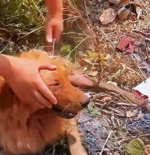 Rescue is not just a word; it’s a promise (PART 2)