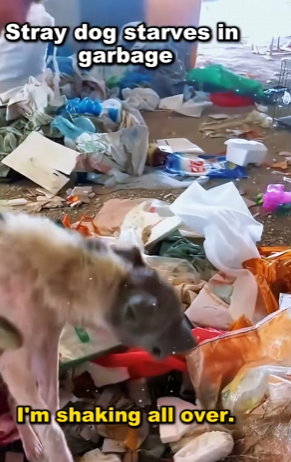 Be the reason a dog believes in humans again (PART 2)