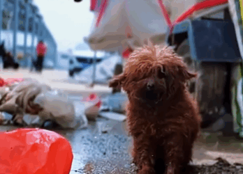 Join us in giving hope to the voiceless (PART 2)