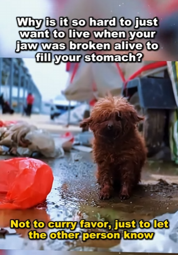 Join us in giving hope to the voiceless (PART 2)