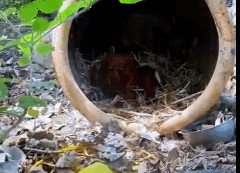 Adopt, don’t shop — because every life matters (PART 2)