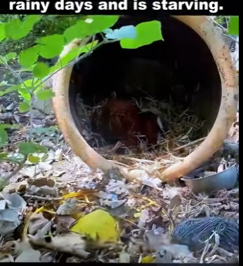 Adopt, don’t shop — because every life matters (PART 2)