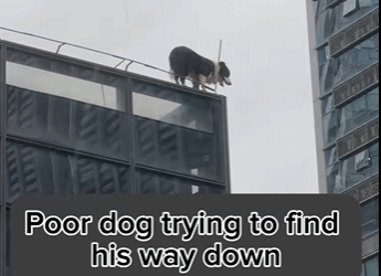 Saving one animal won’t change the world, but it changes their world forever (PART 2)