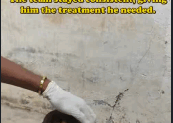 Adorable Rescue Story of an Injured Puppy on His Road to Recovery_part2