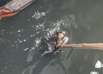 Rescue. Heal. Love. Repeat (FULL VIDEO)