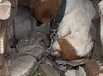 Turning pain into hope — one rescue at a time (PART 2)