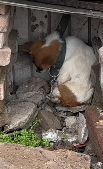 Turning pain into hope — one rescue at a time (PART 2)