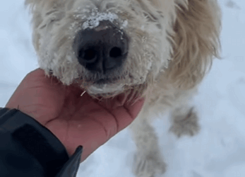 They can’t ask for help… but we can be their voice. (PART 2)