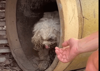 Watch this brave little soul get a second chance at life (PART 2)