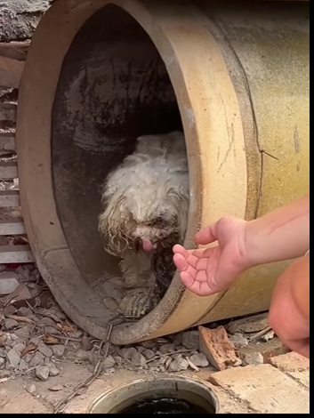 Watch this brave little soul get a second chance at life (PART 2)