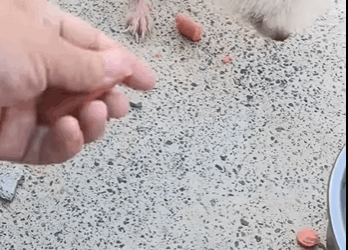 Together, we can make tails wag again! (PART 2)