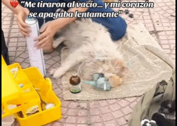 “Me tiraron al vacío… y mi corazón se apagaba lentamente” (PART 2)