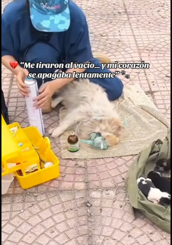 “Me tiraron al vacío… y mi corazón se apagaba lentamente” (PART 2)