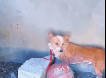 Every life matters — even the smallest paw (PART 2)