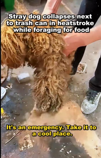 They didn’t choose the streets. But we can choose to help (Part 2)