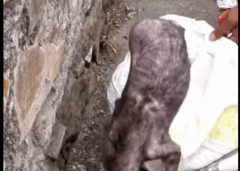 From the streets to a warm bed. That’s what rescue means (Part 2)