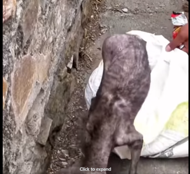 From the streets to a warm bed. That’s what rescue means (Part 2)