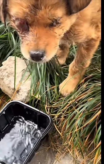 Their eyes finally shine again (Part 2)