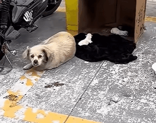 Rescue isn’t just saving lives — it’s healing hearts (Part 2)