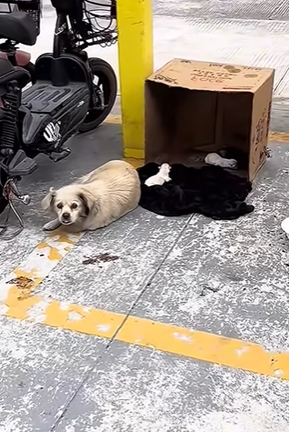 Rescue isn’t just saving lives — it’s healing hearts (Part 2)