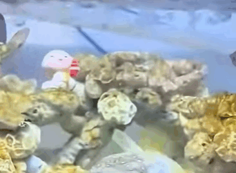 Pez globo de rescate (Part 2)