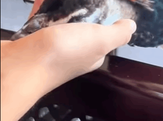 Rescatar pavos reales (Part 2)