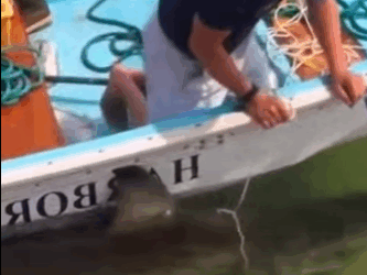 Rescatar un tiburón varado (Part 2)