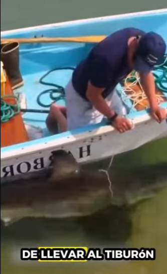 Rescatar un tiburón varado (Part 2)