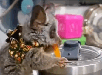 Rescate gálago bebé (Part 2)