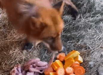 Zorros rescatados (Part 2)