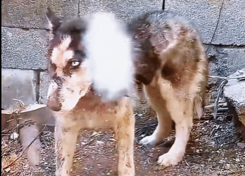 The dog who accidentally entered the sheep pen and caused the miscarriage of the pregnant ewe was cruelly broken. Abandoned by the owner (Full video)