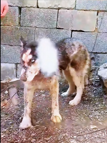 The dog who accidentally entered the sheep pen and caused the miscarriage of the pregnant ewe was cruelly broken. Abandoned by the owner (Full video)