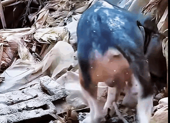 The skin-related dog was abandoned in the ruins, and his hair was all stained with blood (Full video)