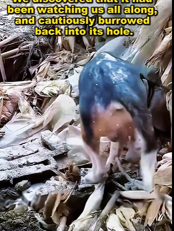 The skin-related dog was abandoned in the ruins, and his hair was all stained with blood (Full video)