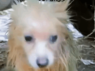 The stray dogs looking for food in the heavy rain kept rummaging through the garbage, and it was heartbreaking to fall into the water several times.