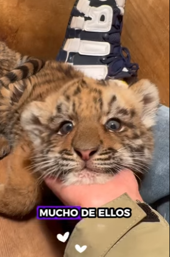 Gatitos rescatados (Part 2)