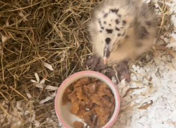 Gaviotas de rescate (Part 2)