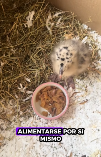 Gaviotas de rescate (Part 2)