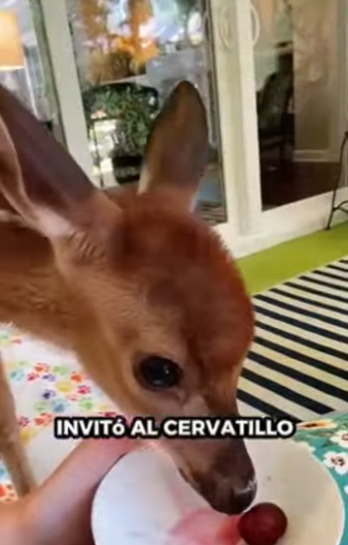 Rescate de ciervos (Part 2)