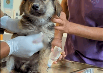 Rescue Puppy Fluid Filled Lump part2