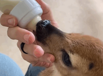 Rescate de ciervos (Part 2)