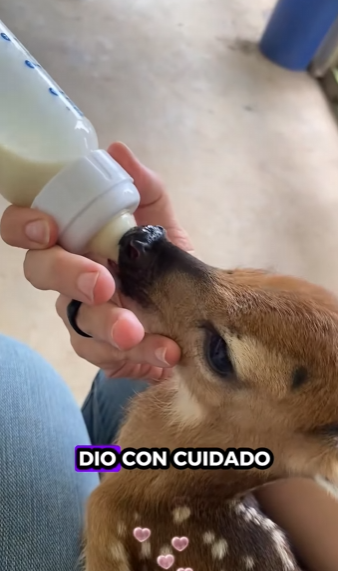 Rescate de ciervos (Part 2)