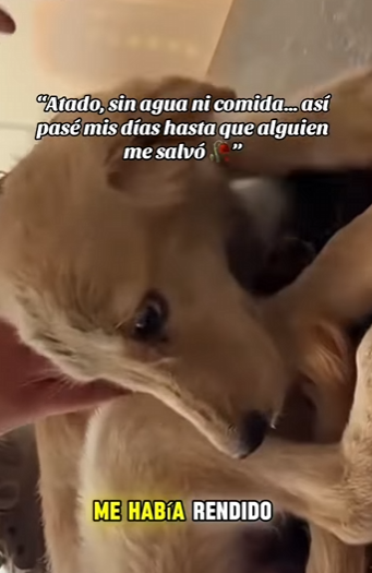 Atado, sin agua ni comida… así pasé mis días hasta que alguien me salvó (Part 2)