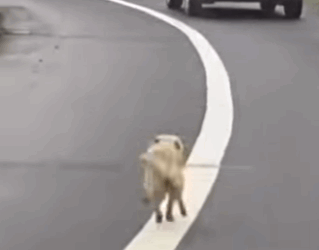 Corrí tras su carro… pero ella nunca miró atrás (Part 2)