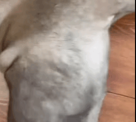 What’s happening with my dog??