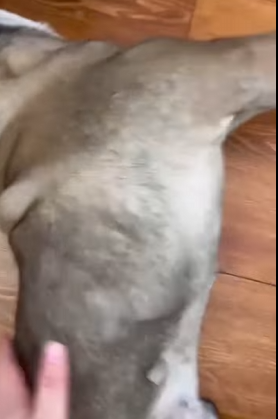 What’s happening with my dog??