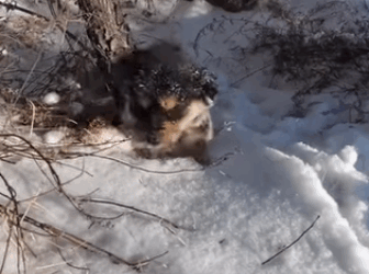 They were broken, scared, and forgotten — until love found them. Watch how hope transforms even the saddest eyes (part 2)