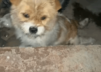 Some call it rescue; we call it love in action. See how hope is reborn through compassion and care (Part 2)